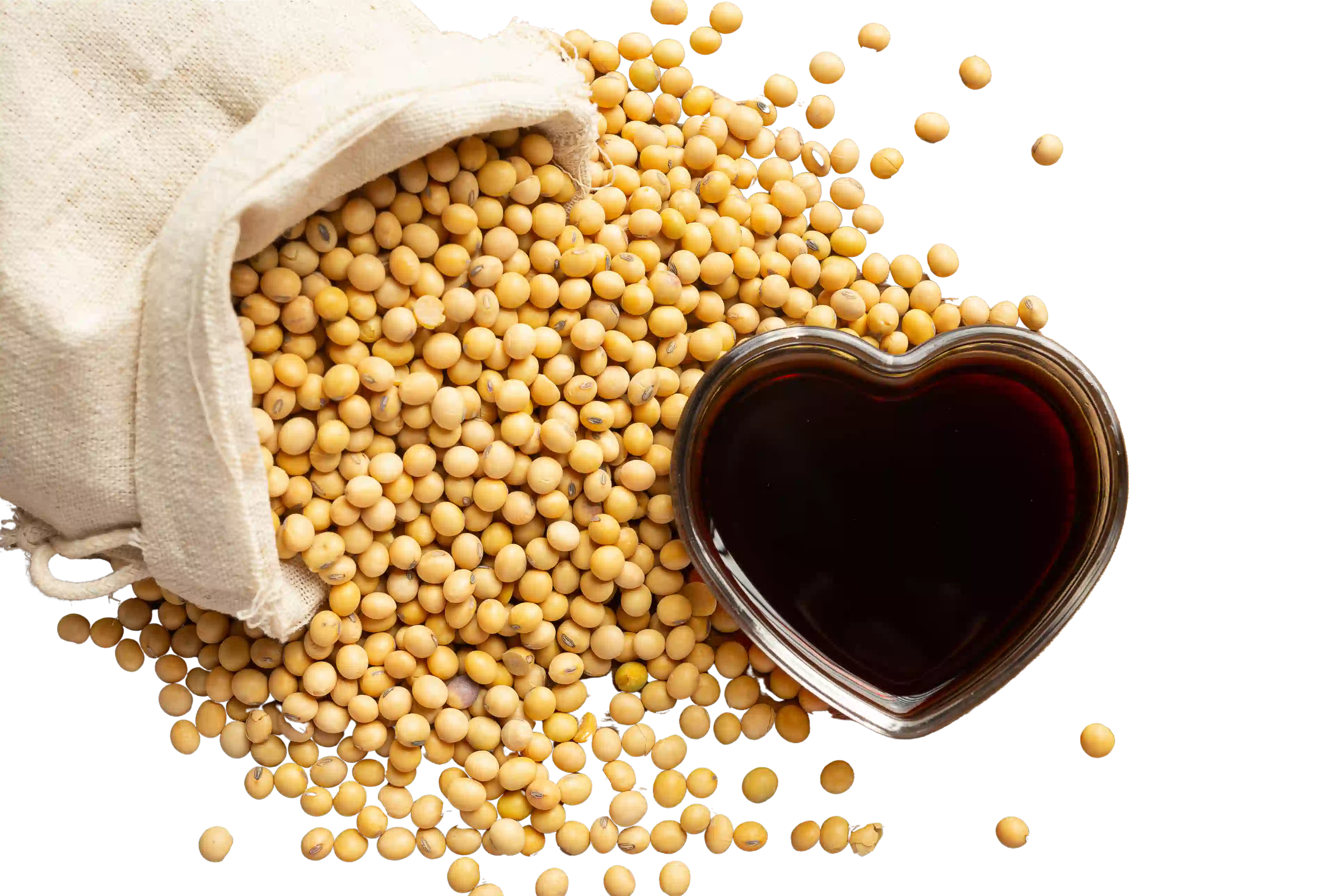 Soja riche en protéines