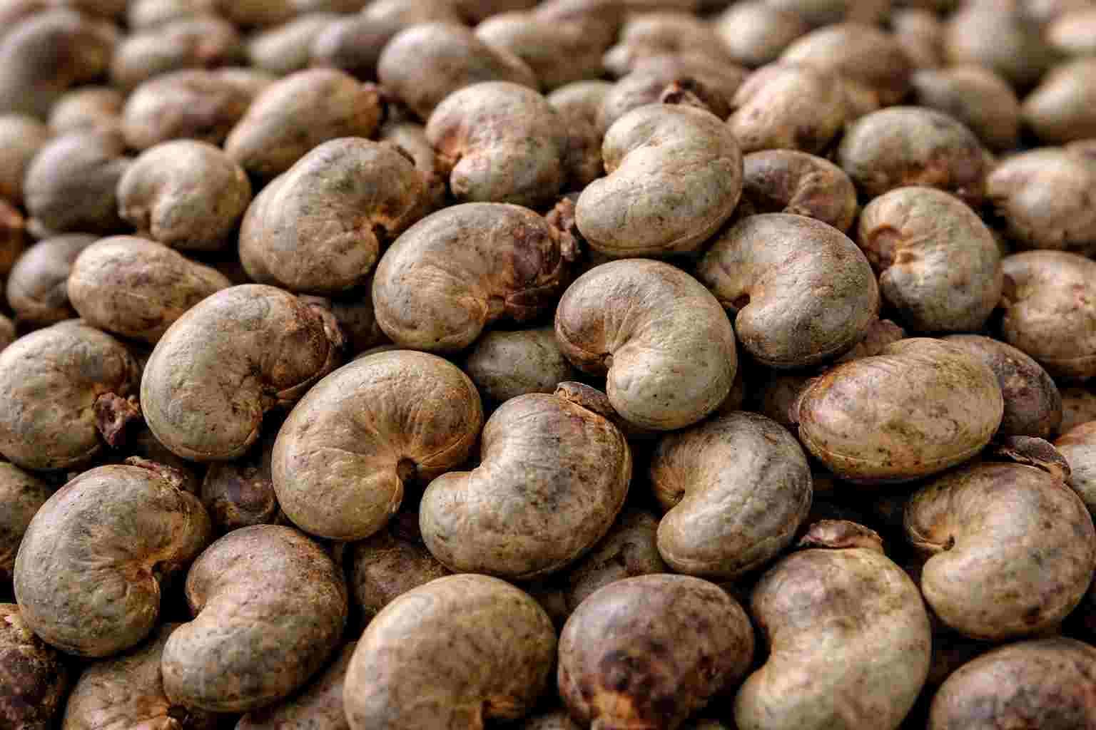 Noix de Anacarde Brutes